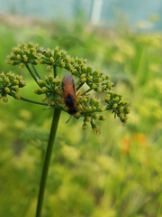 Athalia rosae