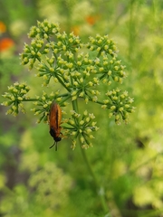 Athalia rosae