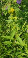Solidago cuprea