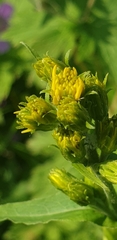 Solidago cuprea