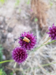 Paracorymbia fulva