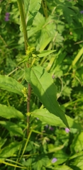 Solidago cuprea