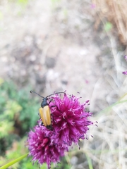 Paracorymbia fulva