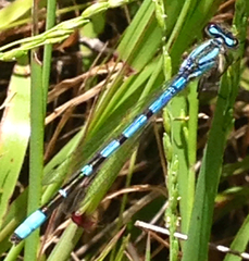 Enallagma annexum