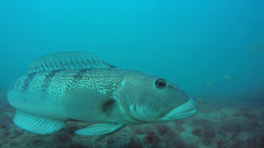 Pseudopercis semifasciata