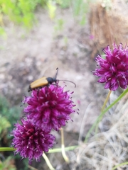 Paracorymbia fulva