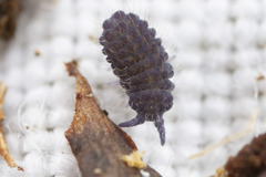 Morulodes
