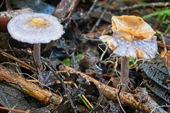Cortinarius pseudorotundisporus