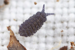 Morulodes
