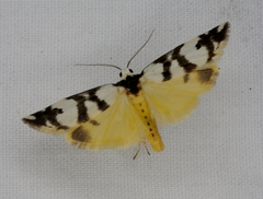 Thallarcha trissomochla