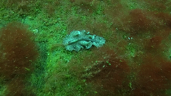 Phrikoceros mopsus