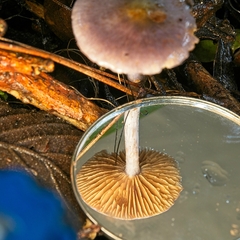 Cortinarius pseudorotundisporus