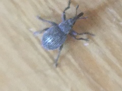 Pseudoperapion brevirostre