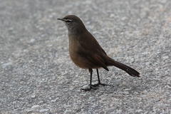 Cercotrichas coryphoeus coryphoeus