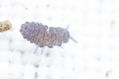 Morulodes