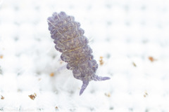 Morulodes