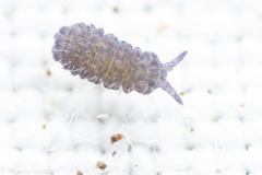 Morulodes