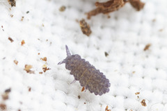 Morulodes