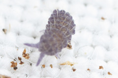 Morulodes