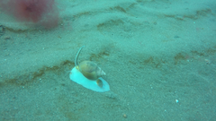 Buccinastrum deforme