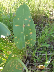 Puccinia silphii