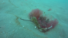 Hippocampus patagonicus