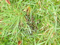 Cotoneaster microphyllus