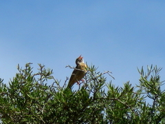 Emberiza buchanani