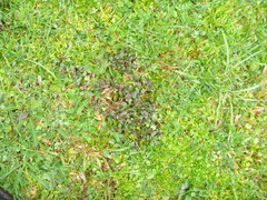 Cotoneaster microphyllus