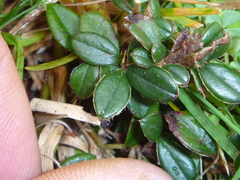 Cotoneaster microphyllus