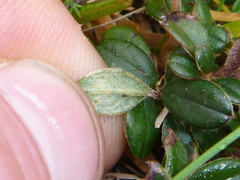 Cotoneaster microphyllus