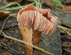 Laccaria lateritia