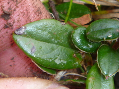 Cotoneaster microphyllus