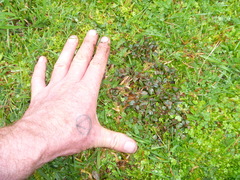 Cotoneaster microphyllus