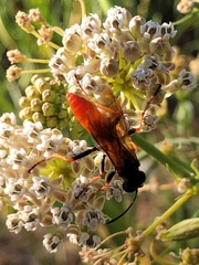 Sphex ashmeadi