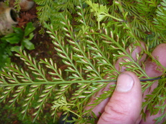 Asplenium × lucrosum