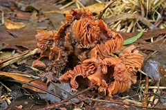 Laccaria lateritia