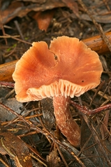 Laccaria lateritia