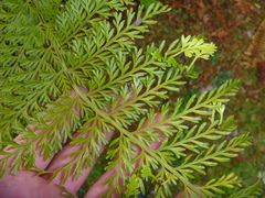 Asplenium × lucrosum