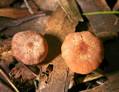 Laccaria lateritia