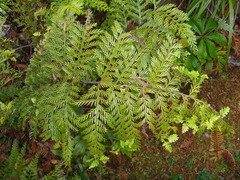 Asplenium × lucrosum