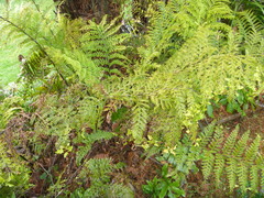 Asplenium × lucrosum