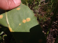 Puccinia silphii