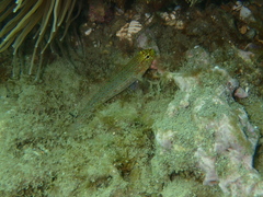 Gobius xanthocephalus