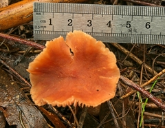 Laccaria lateritia