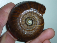 Powelliphanta annectens