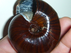 Powelliphanta annectens