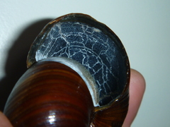 Powelliphanta annectens