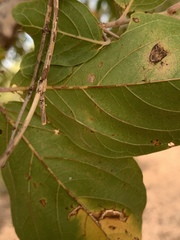Combretum zeyheri