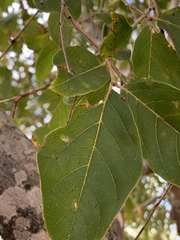 Combretum zeyheri
